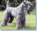 Kerry Blue Terrier