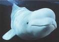 Whale