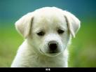 köpekçik