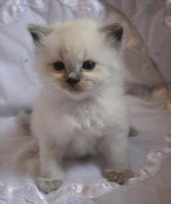 kitten