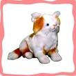 White and Orange Kitty