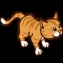 Orange Tabby