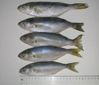 Çinekop