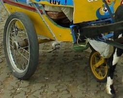 PELEK DELMAN