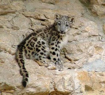 Snow Leopard Cub
