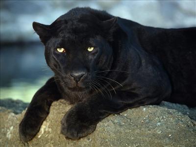 Adult Black Panther
