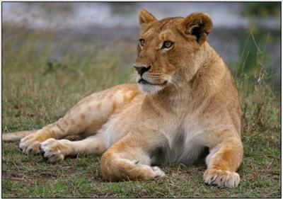Adult Female Lion