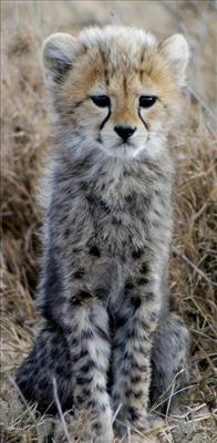 Cheetah Cub