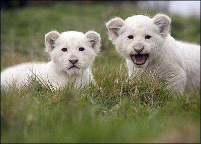 Albino Lion Cub