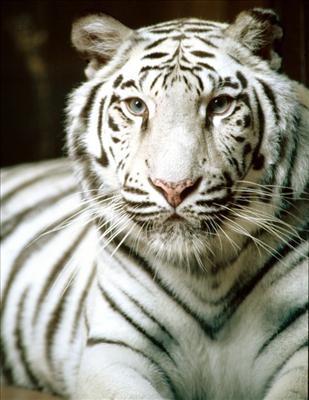 Albino Adult Tiger