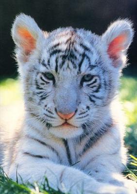 Albino Tiger Cub