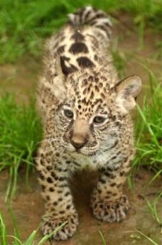 Jaguar Cub