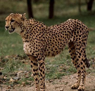 Adult Cheetah
