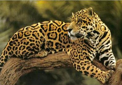 Adult Jaguar