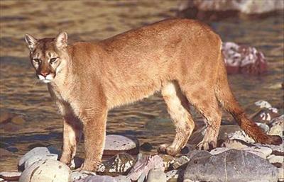 Adult Mountain Lion