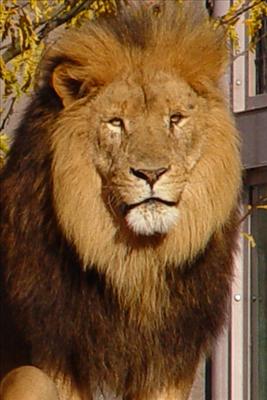 Adult Male Lion