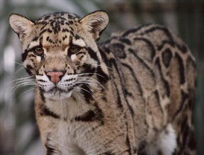 Adult Clouded Leopard