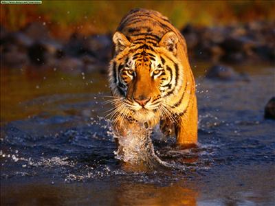 Adult Tiger