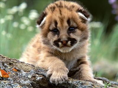 Moutain Lion Cub