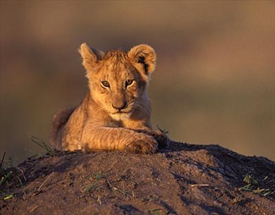 Lion Cub