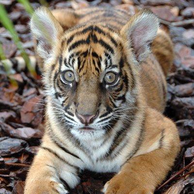 Tiger Cub