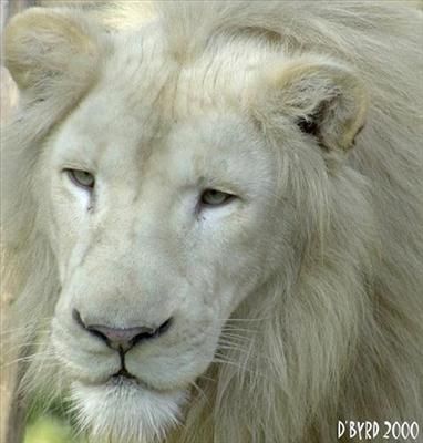 Albino Male Lion