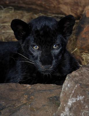 Black Panther Cub