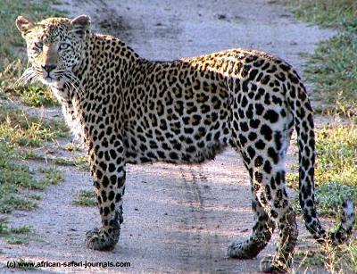 Adult Leopard