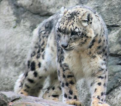 Adult Snow Leopard