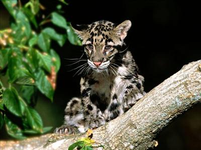 Clouded Leopard Cub