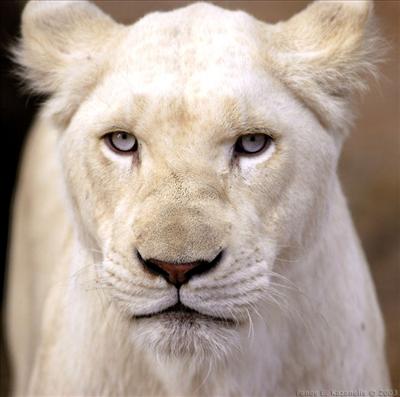 Albino Female Lion