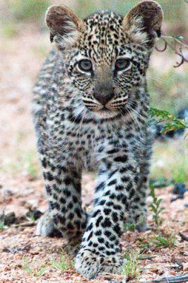 Leopard Cub