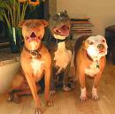 Pack of Pits Kisses!
