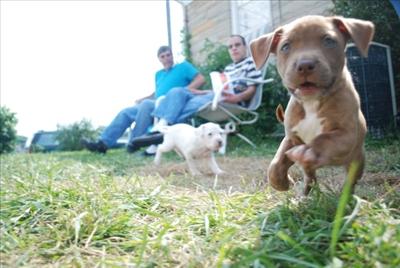 Puppy Kiss!