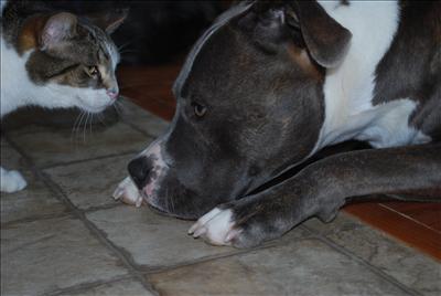 Kitty & Pittie Kiss!