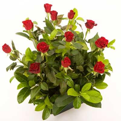 special love roses