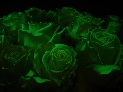green rosez