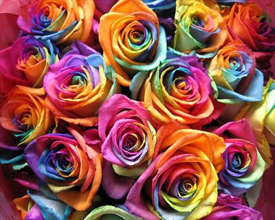 rainbow rosez