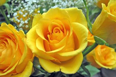 yellow rosez