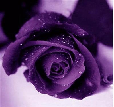 purple rose