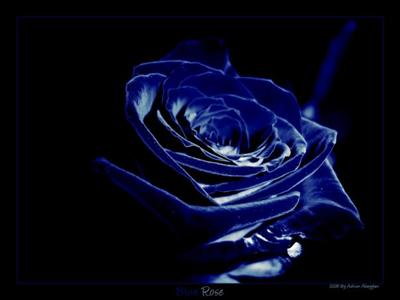 blue rose