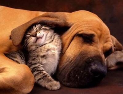Cuddle