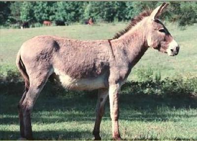 Eşşek