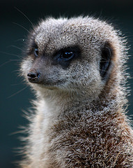 meerkat