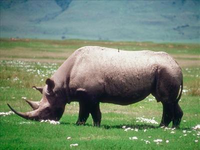 rhino