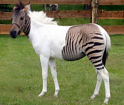 horse