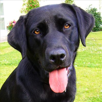 black lab