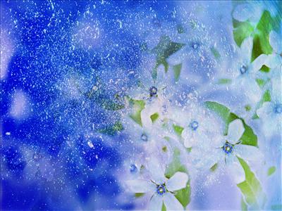 Winter Flowers