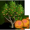 Apricot