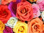 rosas